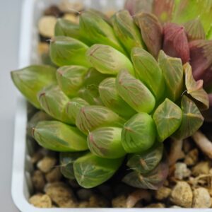 Haworthia Obtusa 'Kohaku Variegated' [琥珀锦玉露], Offset 2, Rooted, 5cm