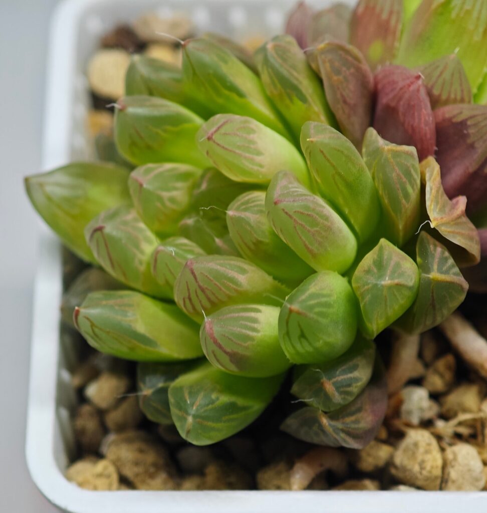 Haworthia Obtusa ‘Kohaku Variegated’ [琥珀锦玉露] - 4
