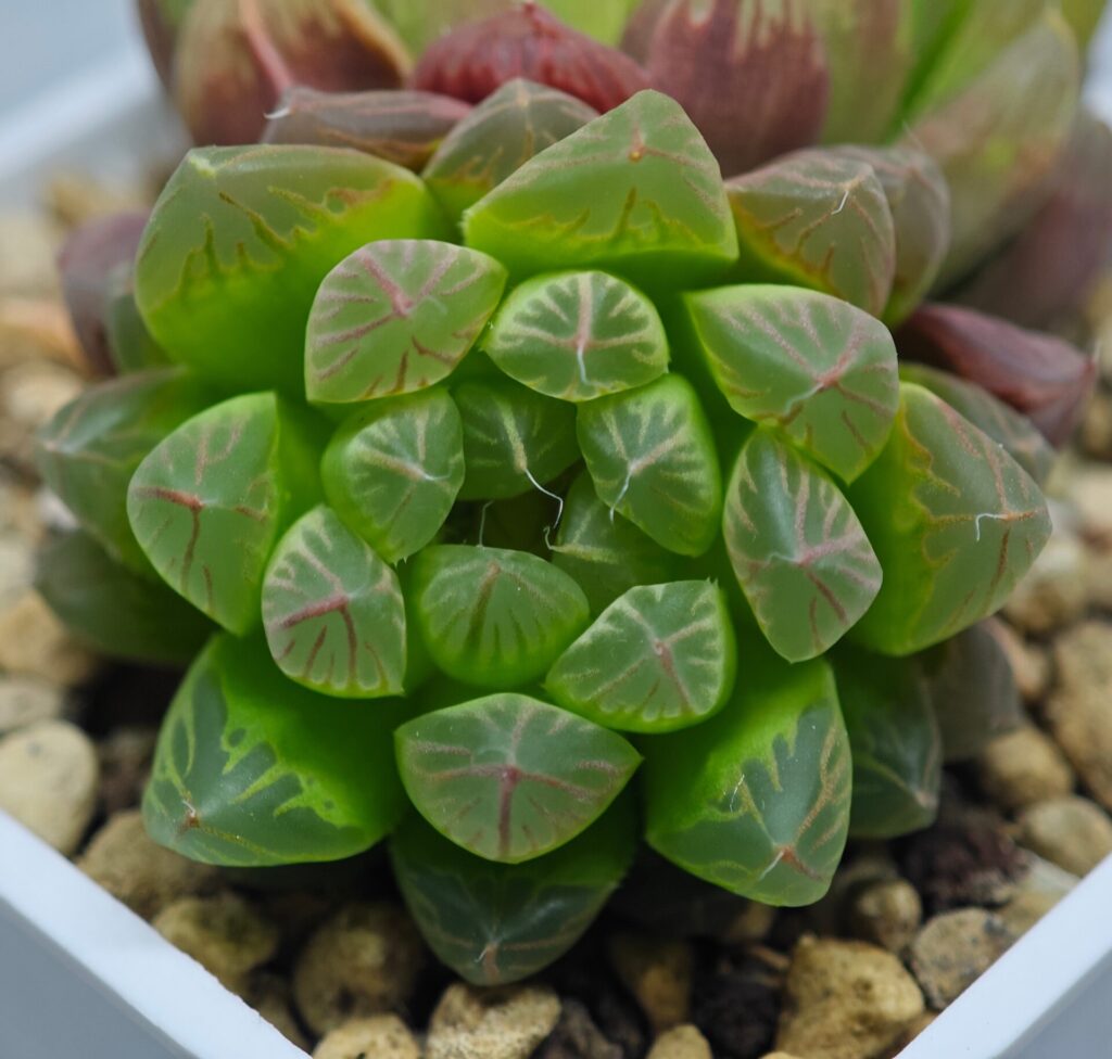 Haworthia Obtusa ‘Kohaku Variegated’ [琥珀锦玉露] - 9