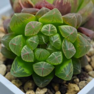 Haworthia Obtusa 'Kohaku Variegated' [琥珀锦玉露], Offset 1, Rooted, 5cm