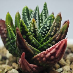 Haworthia pumila cv. 'Tears of Angels' (Tenshi no Namida), Rooted, 5cm