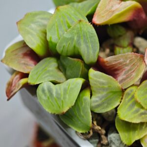 Haworthia Mutica x Byakuya (Midnight Sun) [电路板寿], Offset 1, Rooted, 5cm