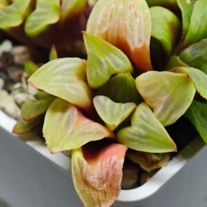 Haworthia Mutica x Byakuya (Midnight Sun) [电路板寿], Offset 2, Rooted, 4cm