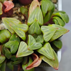 Haworthia Mutica x Byakuya (Midnight Sun) [电路板寿], Offset 3, Rooted, 5cm