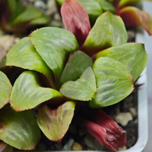 Haworthia Mutica x Byakuya (Midnight Sun) [电路板寿], Offset 4, Rooted, 5cm