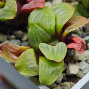 Haworthia Mutica x Byakuya (Midnight Sun) [电路板寿], Offset 5, Rooted, 4cm