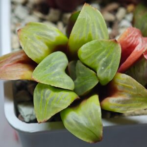 Haworthia Mutica x Byakuya (Midnight Sun) [电路板寿], Offset 6, Rooted, 5cm