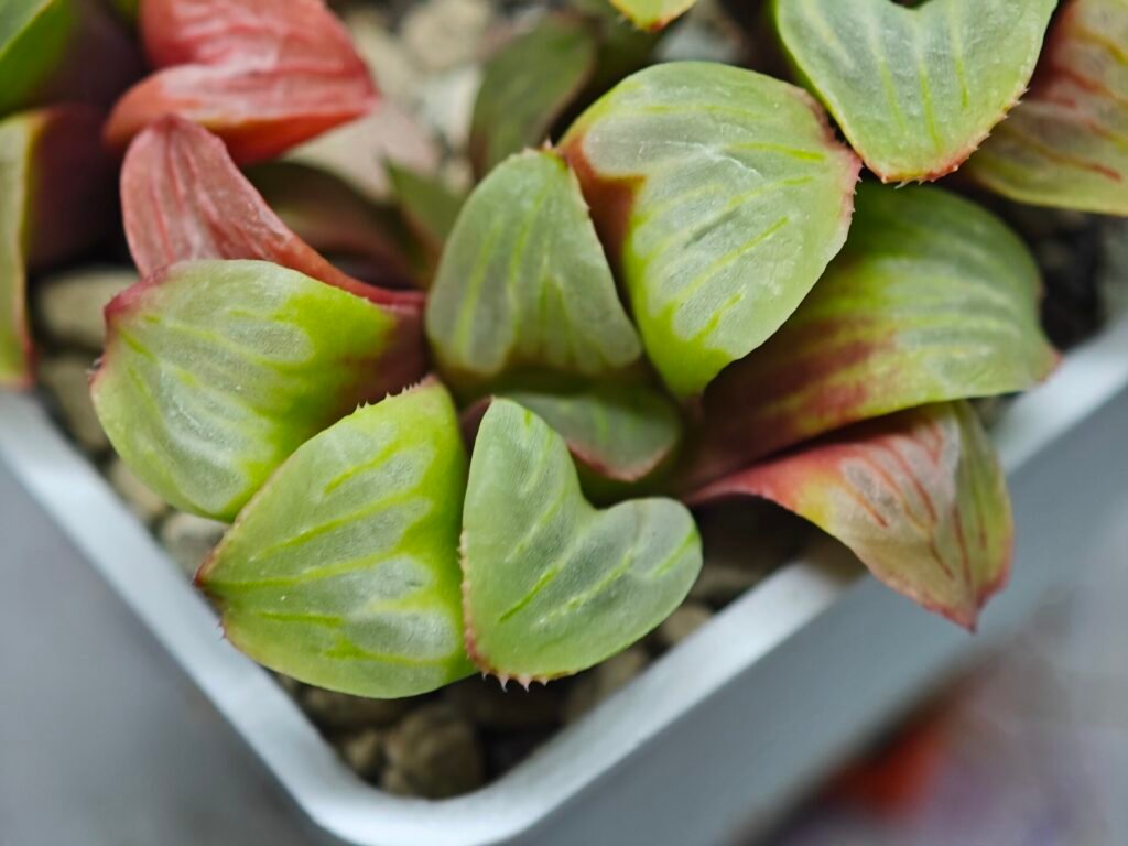 Haworthia Mutica x Byakuya (Midnight Sun) [电路板寿] - 5