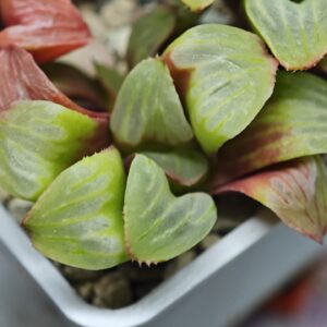 Haworthia Mutica x Byakuya (Midnight Sun) [电路板寿], Offset 7, Rooted, 5cm