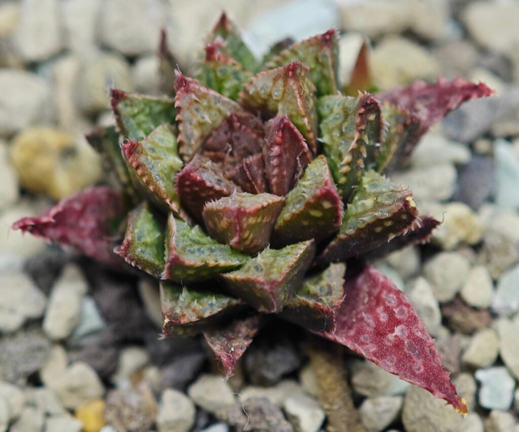 Haworthia cv. ‘Sango’ [珊 瑚] (Coral) - 5