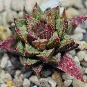 Haworthia cv. 'Sango' [珊 瑚] (Coral), Offset 1, Rooted, 4cm