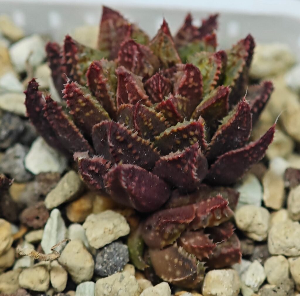Haworthia cv. ‘Sango’ [珊 瑚] (Coral) - 3