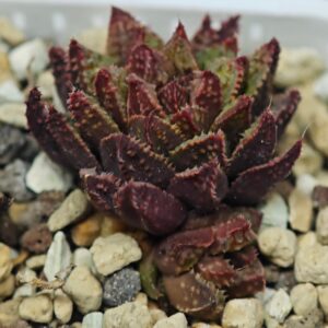 Haworthia cv. 'Sango' [珊 瑚] (Coral), Offset 2, Rooted, 4cm