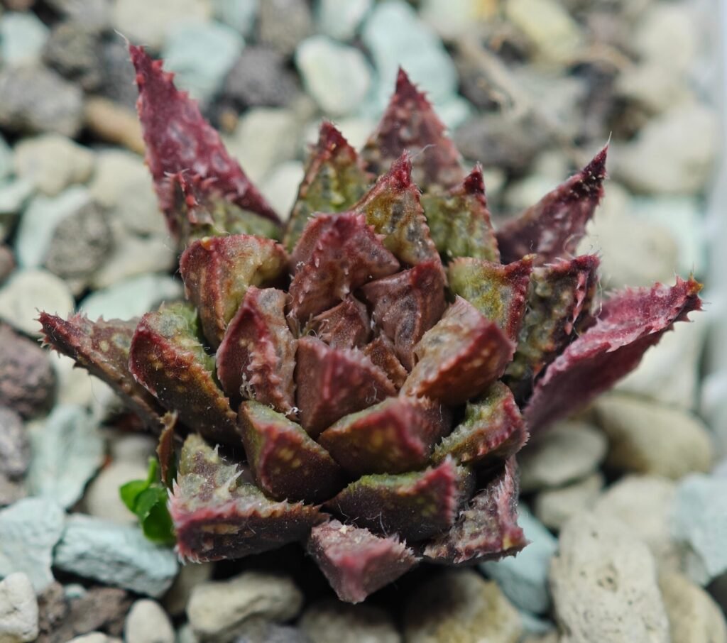 Haworthia cv. ‘Sango’ [珊 瑚] (Coral) - 7