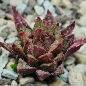 Haworthia cv. 'Sango' [珊 瑚] (Coral), Offset 3, Rooted, 3cm