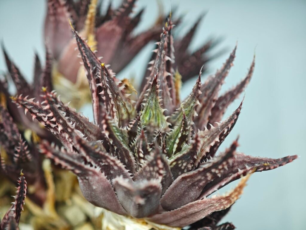 Haworthia Guttata - 6