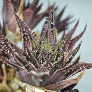 Haworthia Guttata, Offset 2, Rooted, 5cm