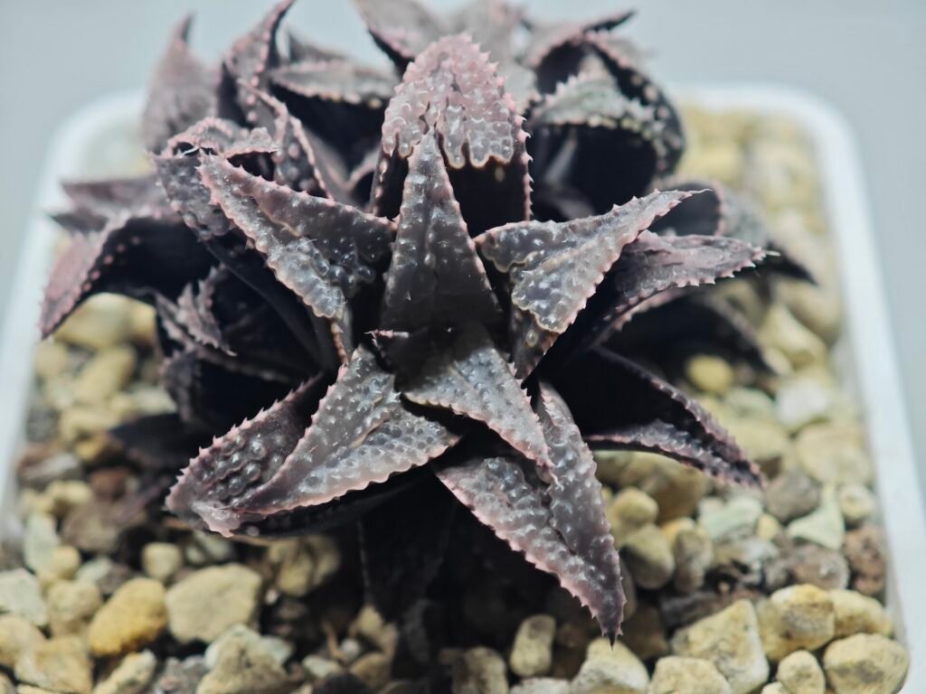Haworthia Musashi Badia [武藏] - 2