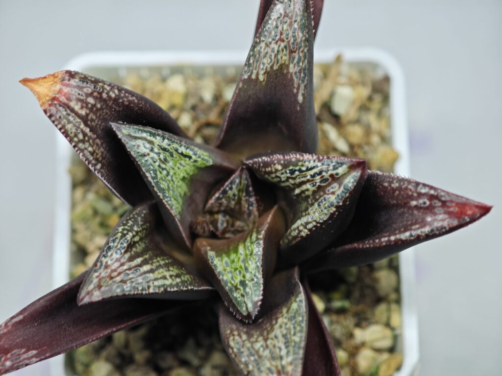 Haworthia ‘Frozen Rain’ [HISAME (氷雨)] x ‘Harugasumi’ [春霞] - 8