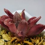 Haworthia Seedling MS082 Maugjanii x Cuspidata - 7