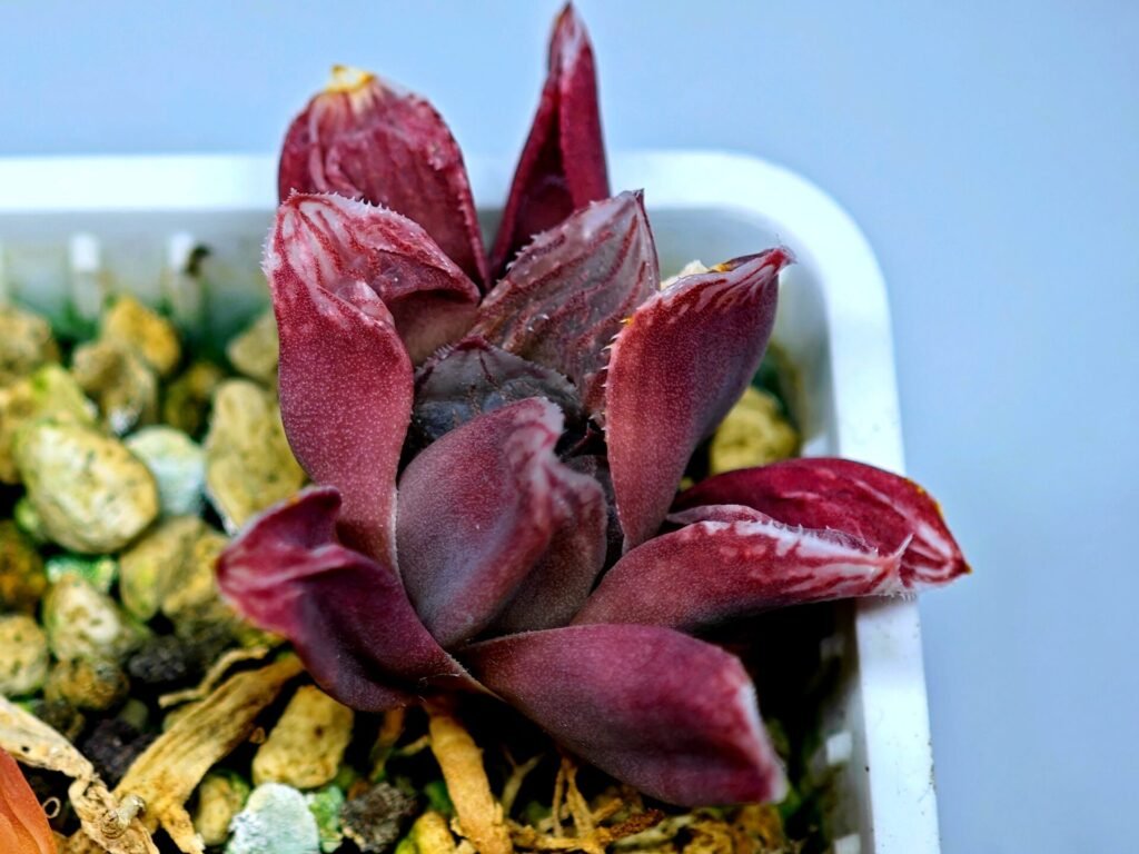 Haworthia Seedling MS082 Maugjanii x Cuspidata - 8