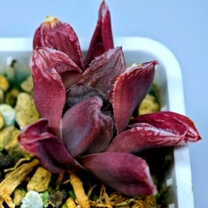 Haworthia Seedling MS082 Maugjanii x Cuspidata - 8