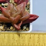 Haworthia Seedling MS083 Thake Tore x Cymbiformis - 1