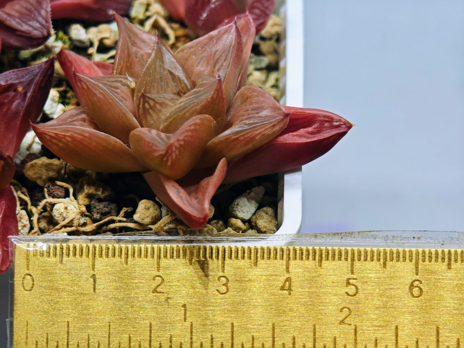 Haworthia Seedling MS083 Thake Tore x Cymbiformis - 1