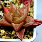 Haworthia Seedling MS083 Thake Tore x Cymbiformis - 2
