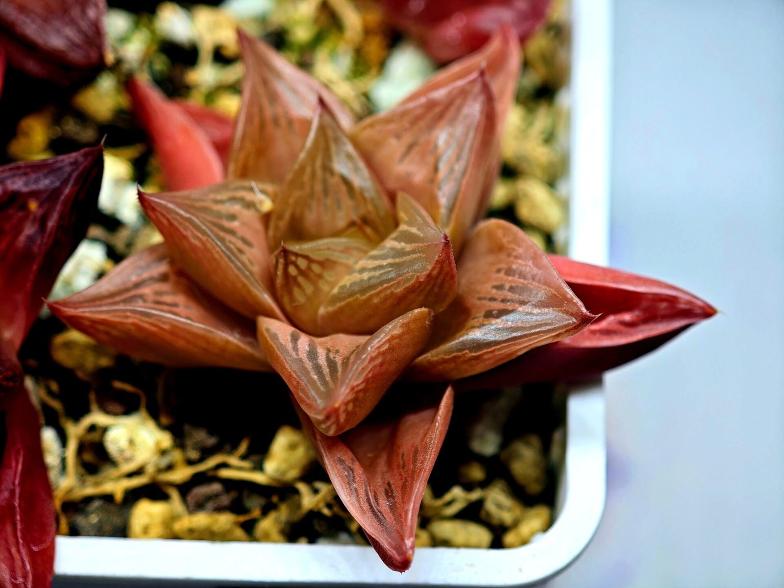 Haworthia Seedling MS083 Thake Tore x Cymbiformis - 2