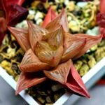 Haworthia Seedling MS083 Thake Tore x Cymbiformis - 3