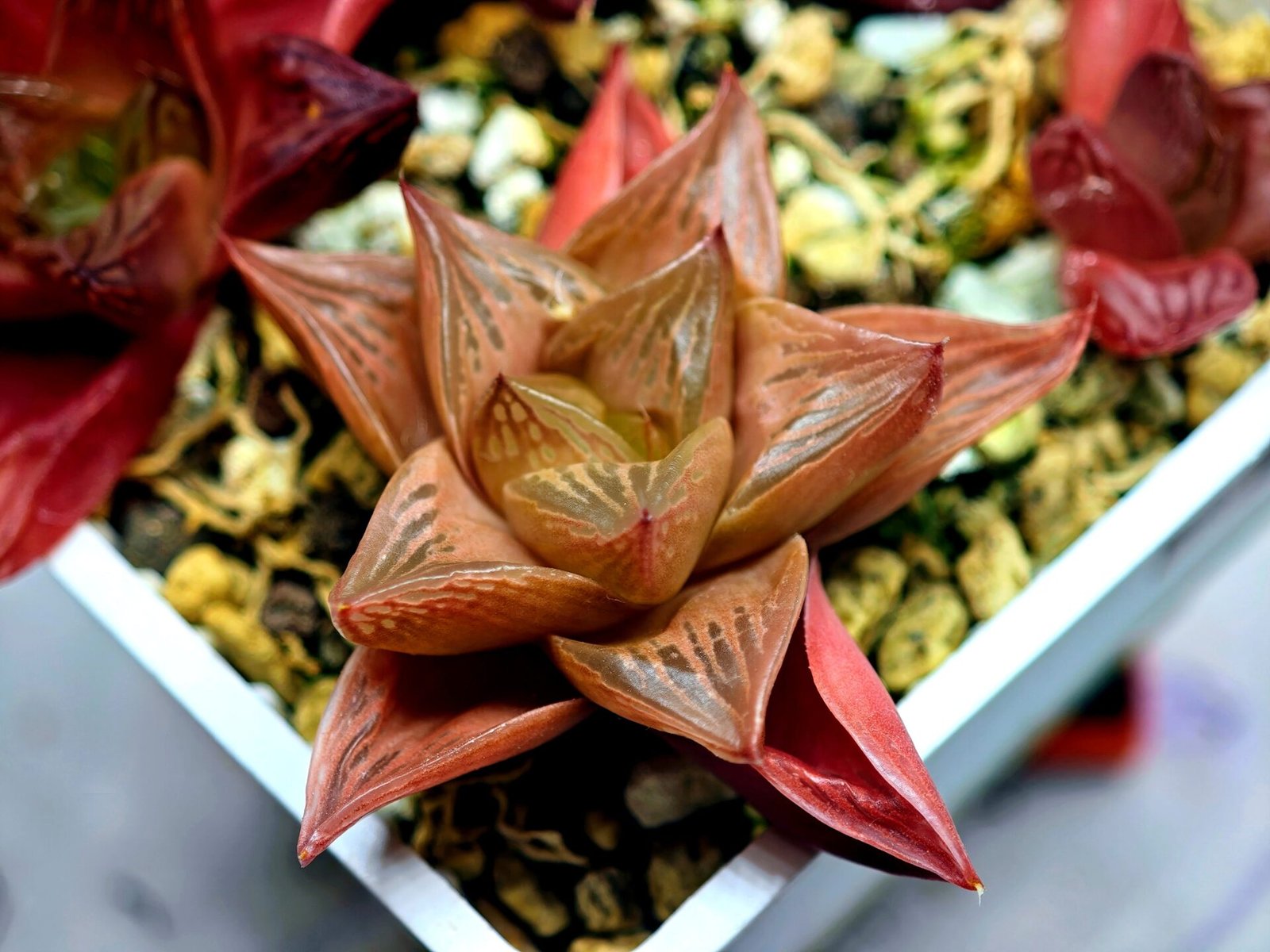 Haworthia Seedling MS083 Thake Tore x Cymbiformis - 3