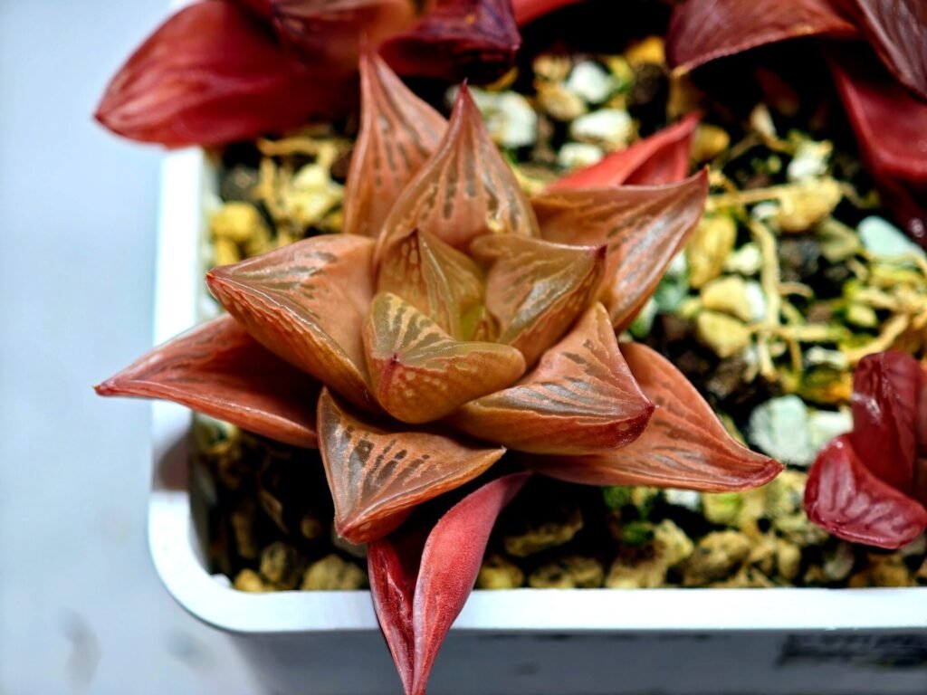 Haworthia Seedling MS083 Thake Tore x Cymbiformis - 4