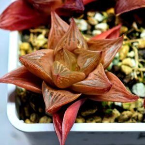Haworthia Seedling MS083 Thake Tore x Cymbiformis - 4