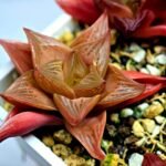 Haworthia Seedling MS083 Thake Tore x Cymbiformis - 5