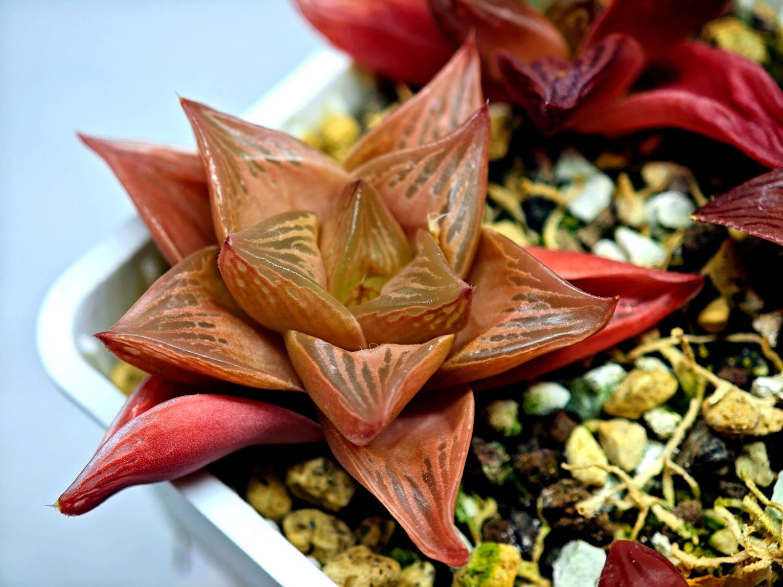 Haworthia Seedling MS083 Thake Tore x Cymbiformis - 5