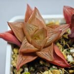 Haworthia Seedling MS083 Thake Tore x Cymbiformis - 6