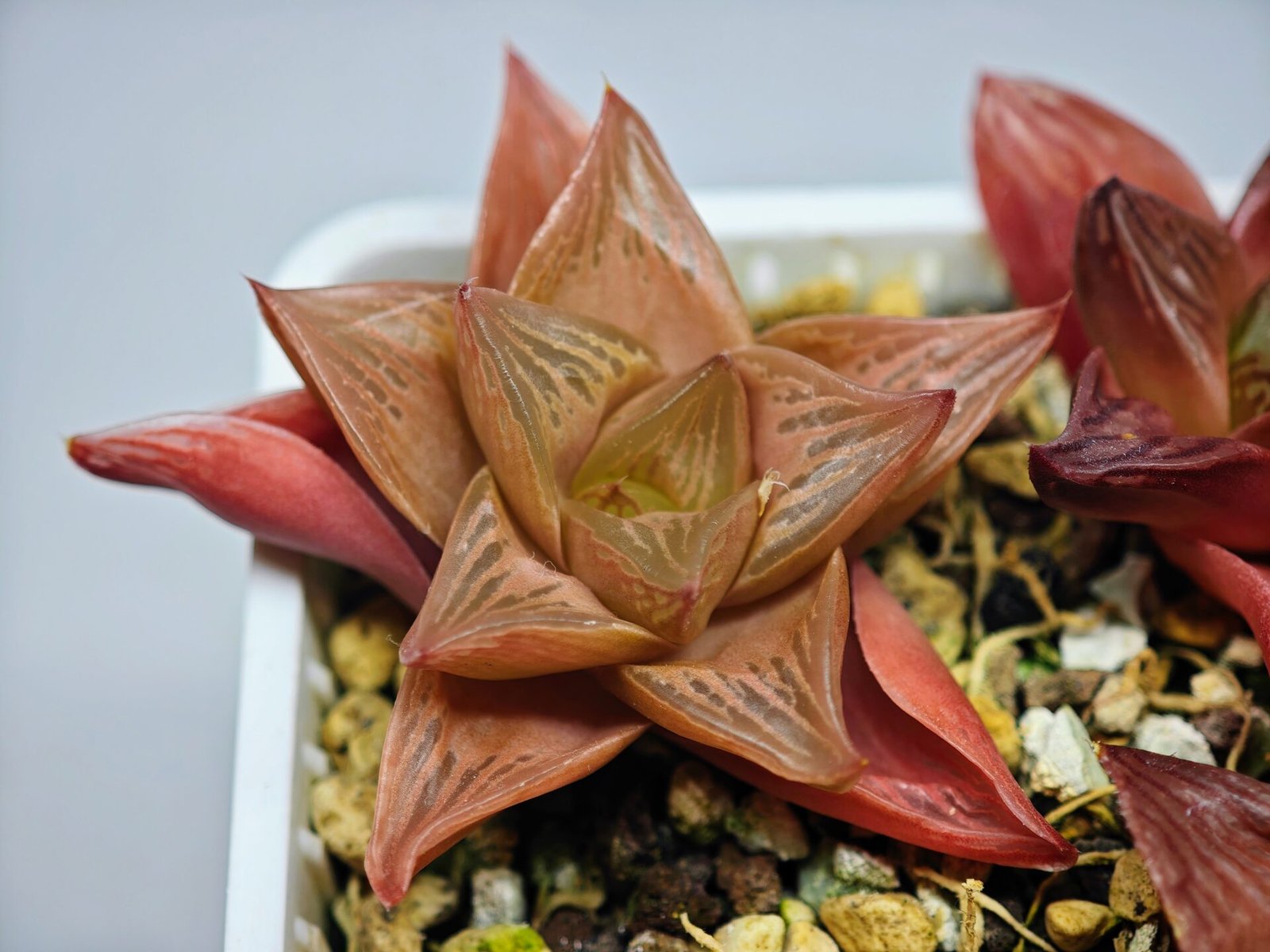Haworthia Seedling MS083 Thake Tore x Cymbiformis - 6