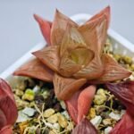 Haworthia Seedling MS083 Thake Tore x Cymbiformis - 7