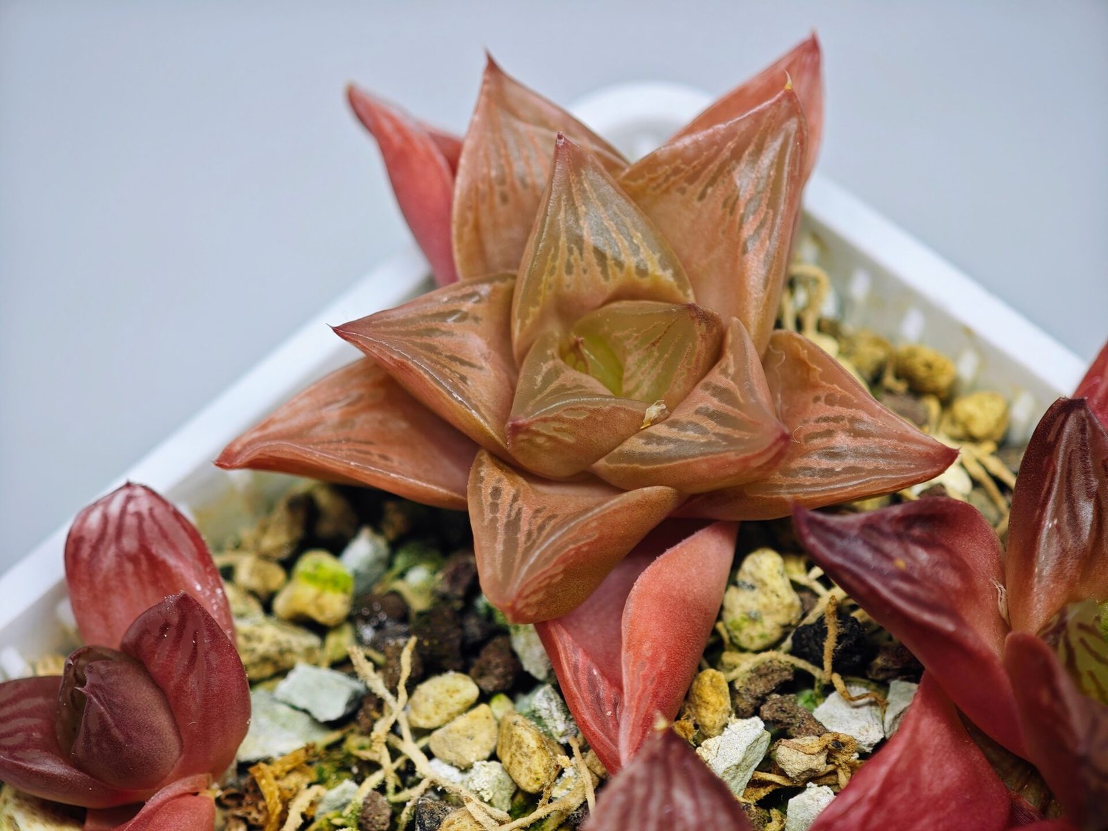 Haworthia Seedling MS083 Thake Tore x Cymbiformis - 7