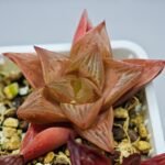 Haworthia Seedling MS083 Thake Tore x Cymbiformis - 8