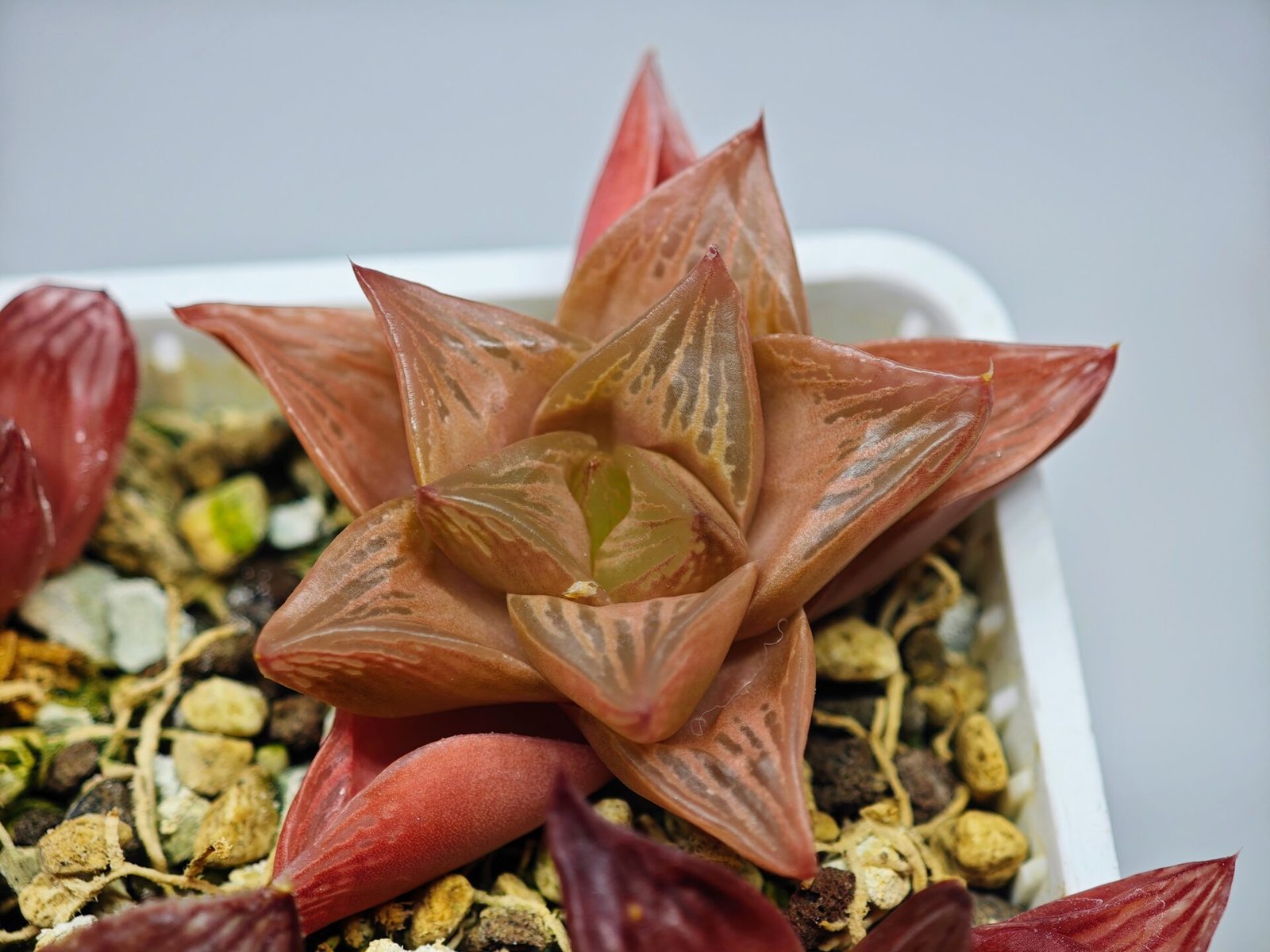 Haworthia Seedling MS083 Thake Tore x Cymbiformis - 8