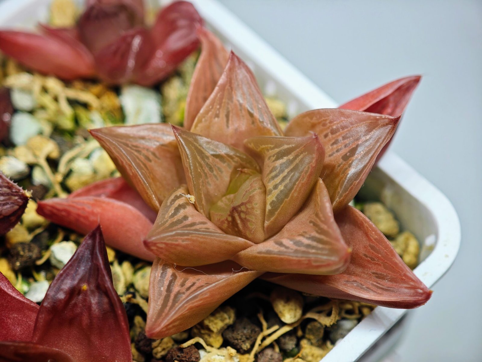 Haworthia Seedling MS083 Thake Tore x Cymbiformis - 9