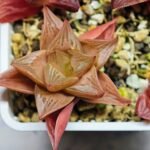 Haworthia Seedling MS083 Thake Tore x Cymbiformis - 10