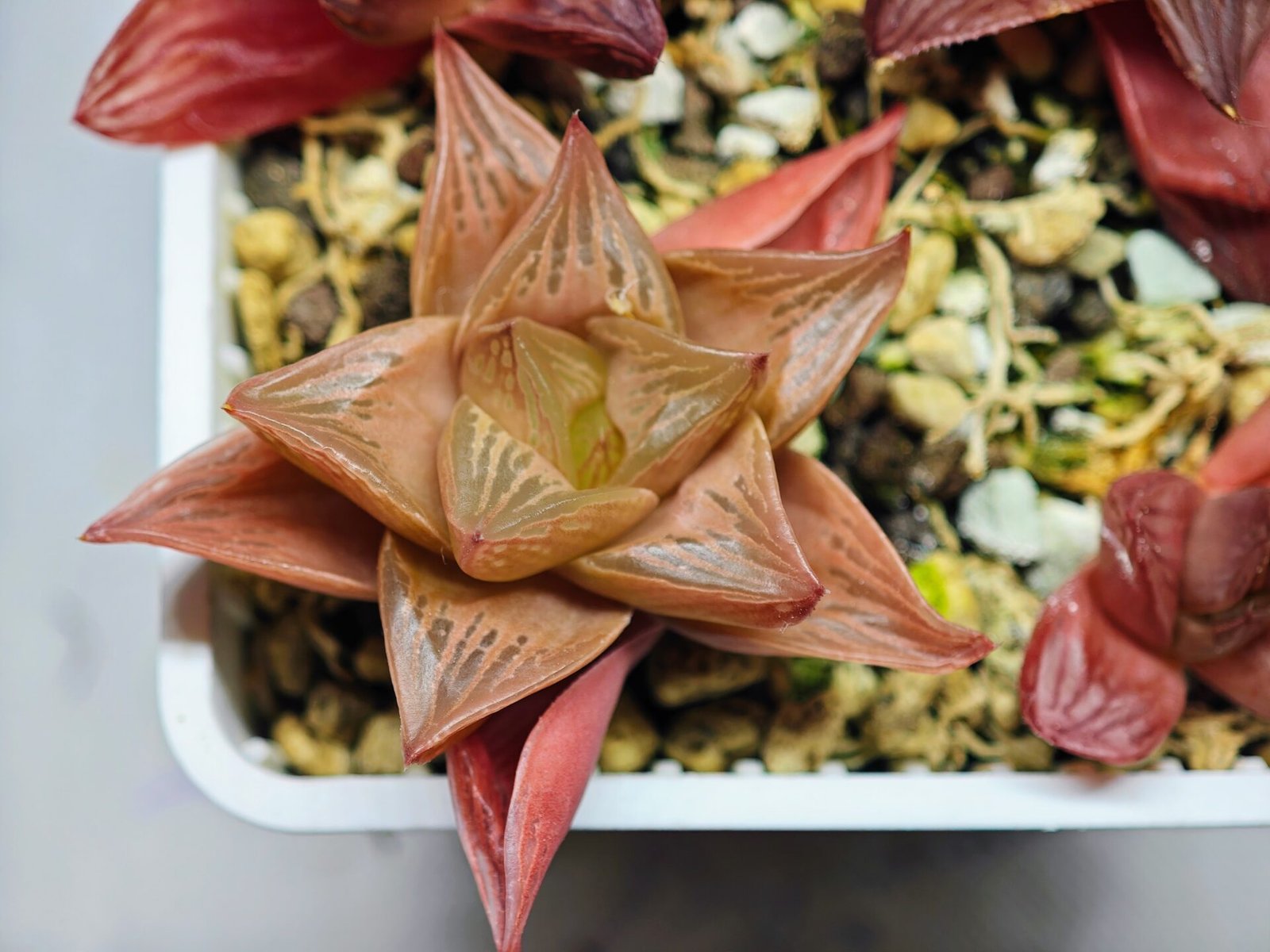 Haworthia Seedling MS083 Thake Tore x Cymbiformis - 10