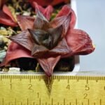 Haworthia Seedling MS085 Thake Tore x Cymbiformis - 1