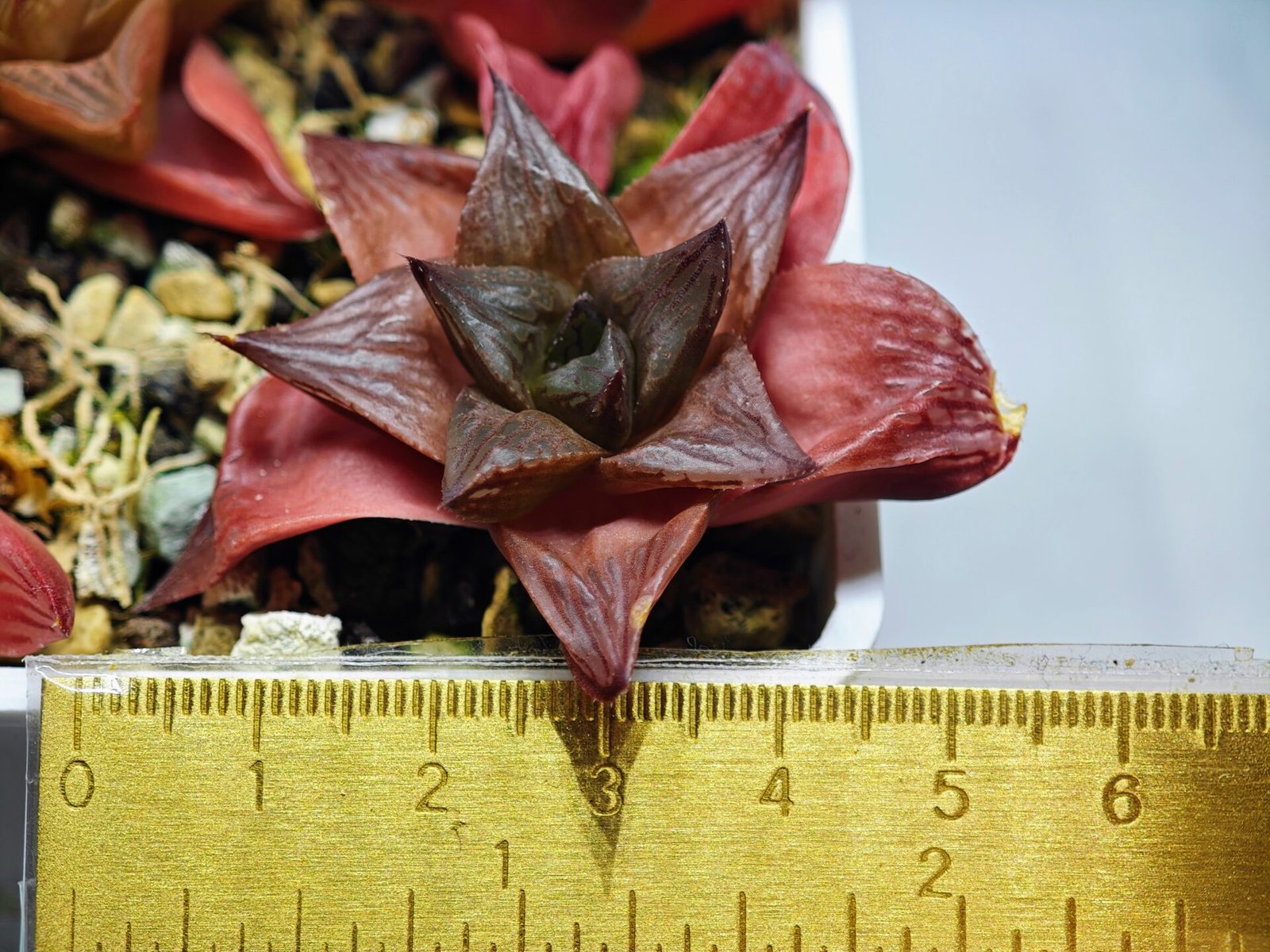 Haworthia Seedling MS085 Thake Tore x Cymbiformis - 1