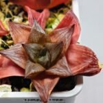 Haworthia Seedling MS085 Thake Tore x Cymbiformis - 2