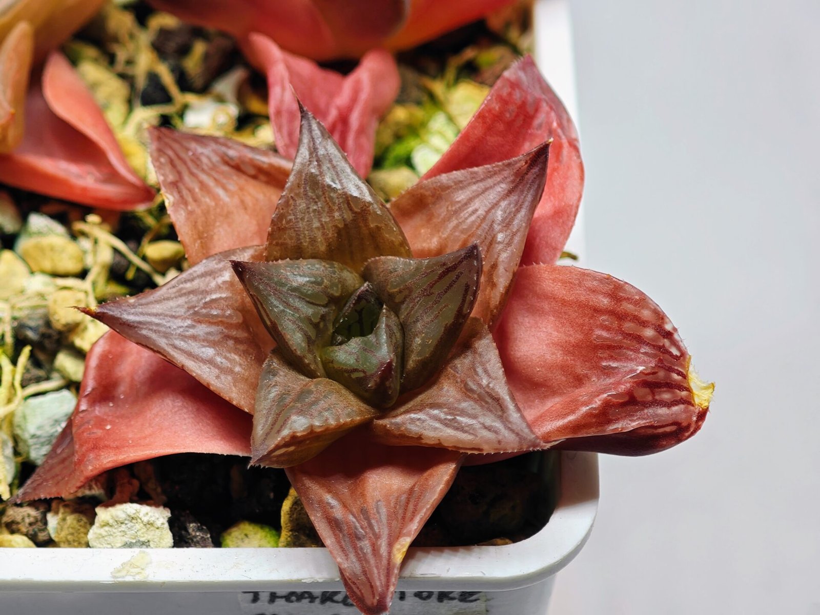 Haworthia Seedling MS085 Thake Tore x Cymbiformis - 2