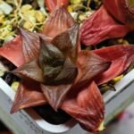 Haworthia Seedling MS085 Thake Tore x Cymbiformis - 3
